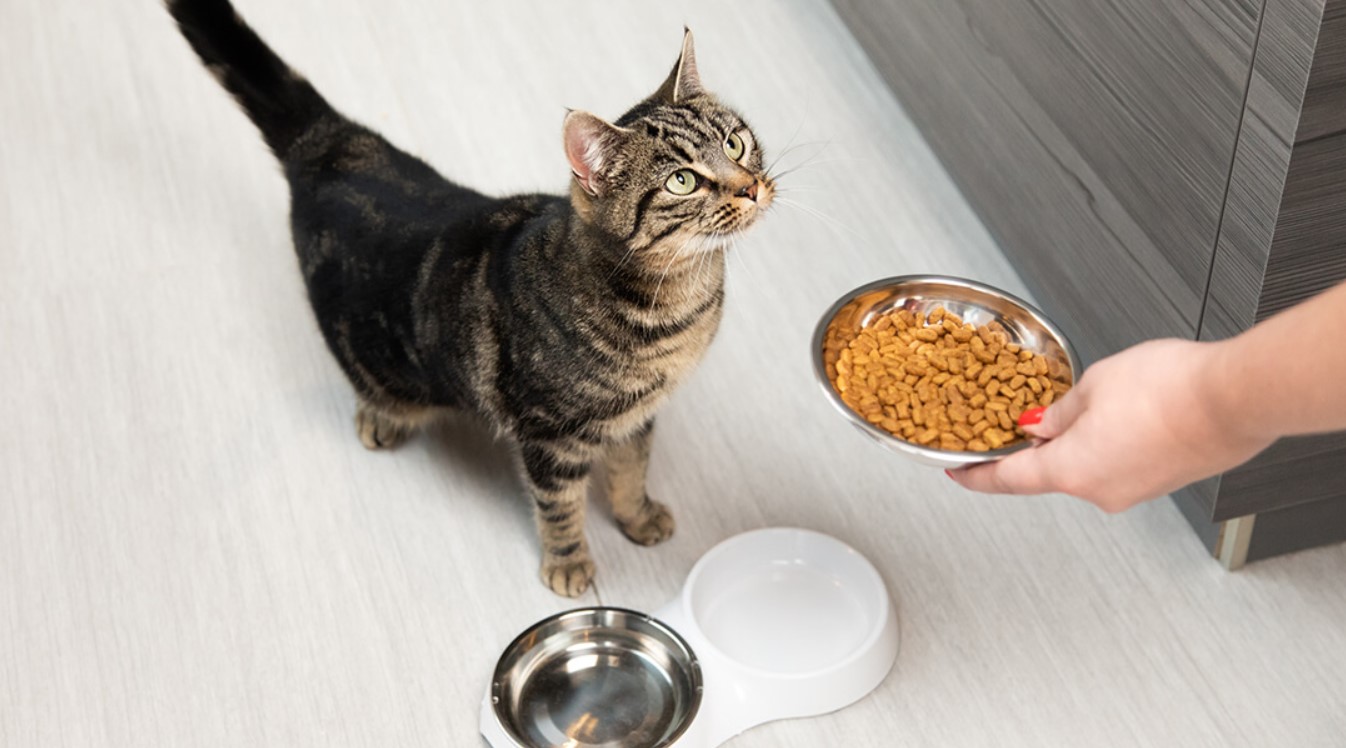 What You Need to Know About Cat Nutrition