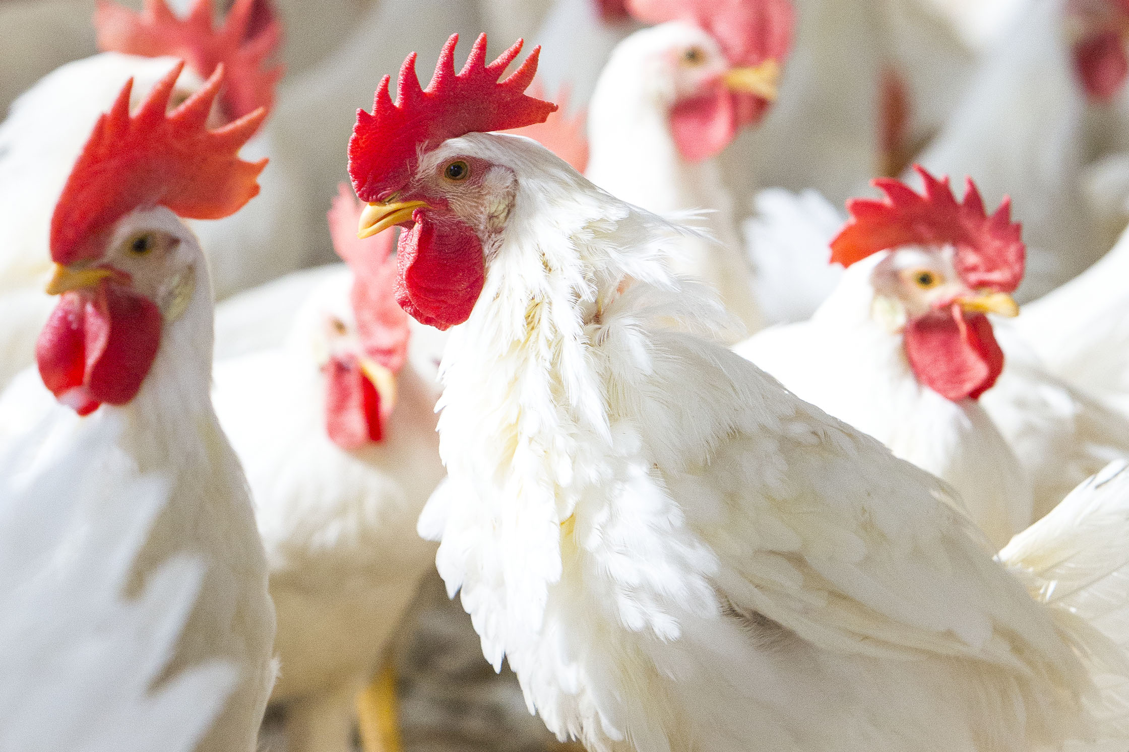 The Skills and Knowledge Required to Manage a Poultry Farm