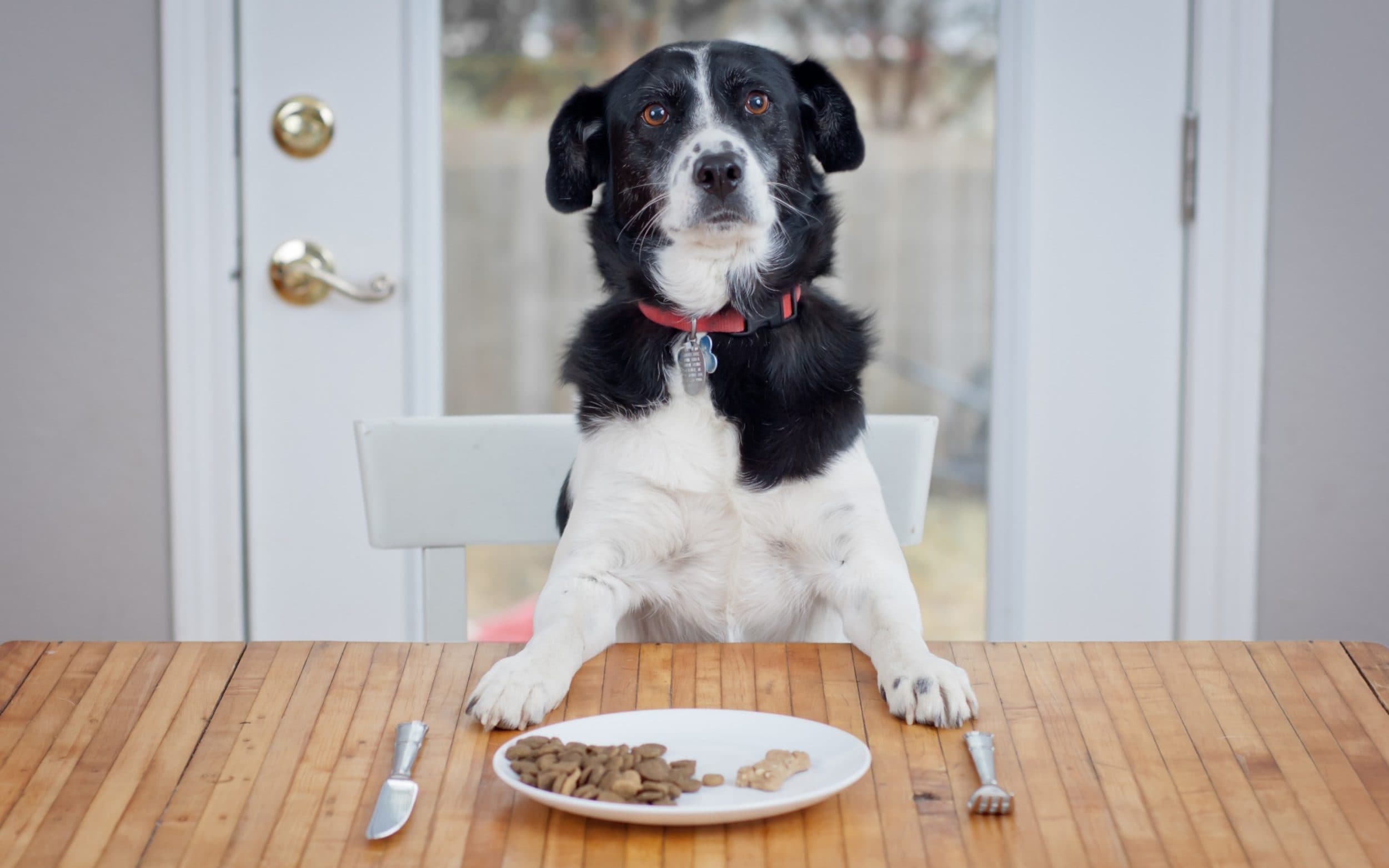 How to Choose the Right Food For Your Dog