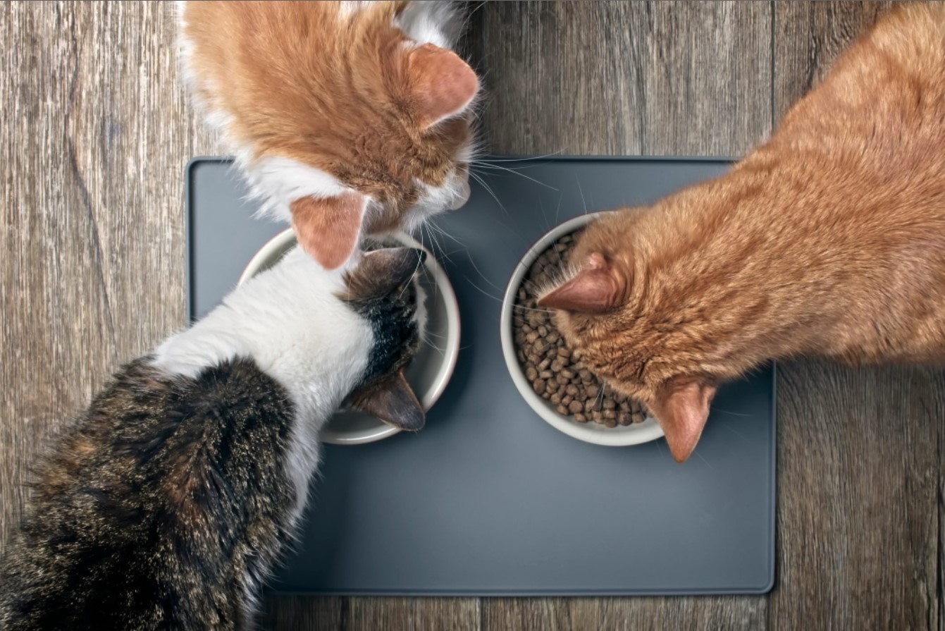 The Importance of Good Cat Diet and Nutrition