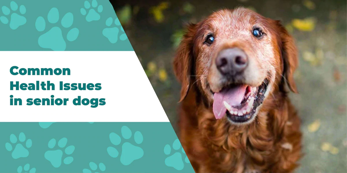 Common Health Concerns in Senior Dogs