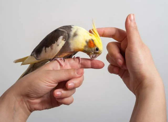 Care For Your Domesticated Birds