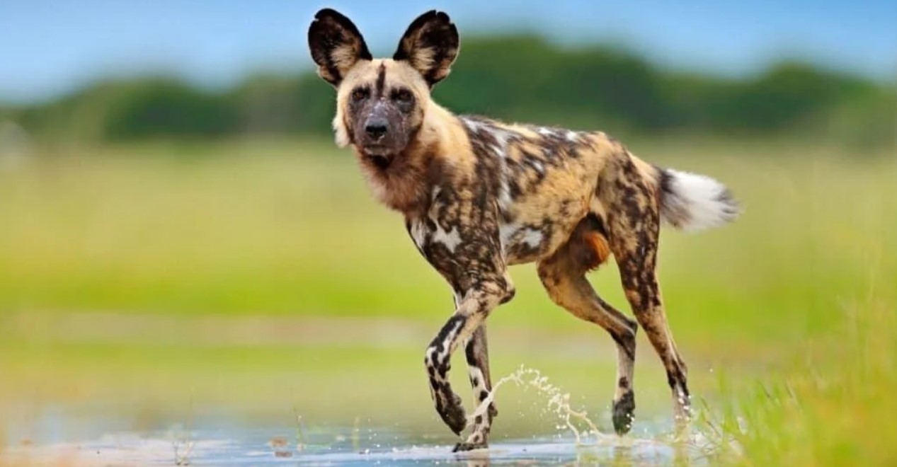 Four Types of Wild Dogs In The World