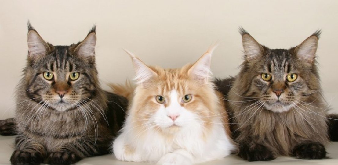 Which Cat Breed Is Right For You?