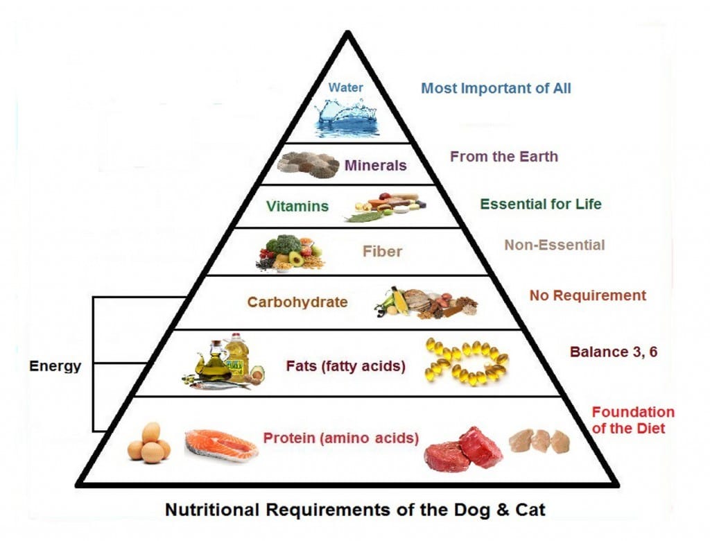What You Need to Know About Dog Nutrition Requirements