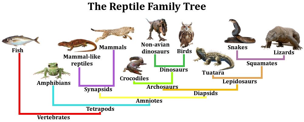 Reptiles Tree