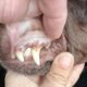 White Gums in Dogs: Causes, Symptoms, and When to Seek Veterinary Care