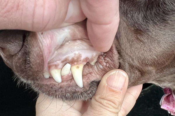 White Gums in Dogs: Causes, Symptoms, and When to Seek Veterinary Care