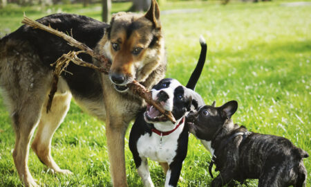 How to Stop Dogs from Fighting in the Same Household: Effective Strategies and Tips