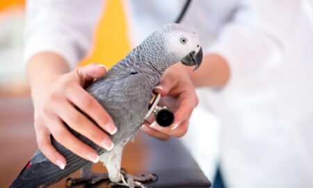Bird Illness Symptoms: How to Identify and Treat