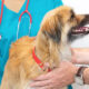 Dogs' Understanding of Vets: Do They Know?