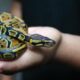 Snakes You Can Have as Pets: Popular Choices and Care Guidelines