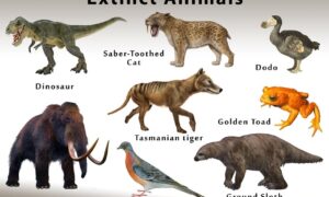 Extinct Animals List: Discover Species No Longer with Us