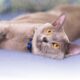 Cat Digestive System Explained: Understanding Your Feline's Digestion