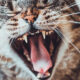 Cat Teeth Decay Prevention: Tips and Tricks