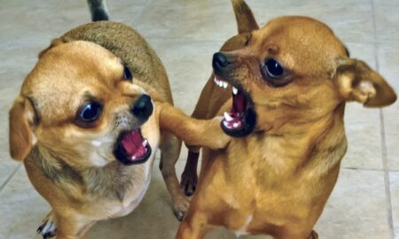 Dogs Fighting Over Food: How to Prevent and Manage Mealtime Conflicts
