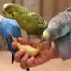 Bird Sitters - The Ultimate Guide to Avian Care