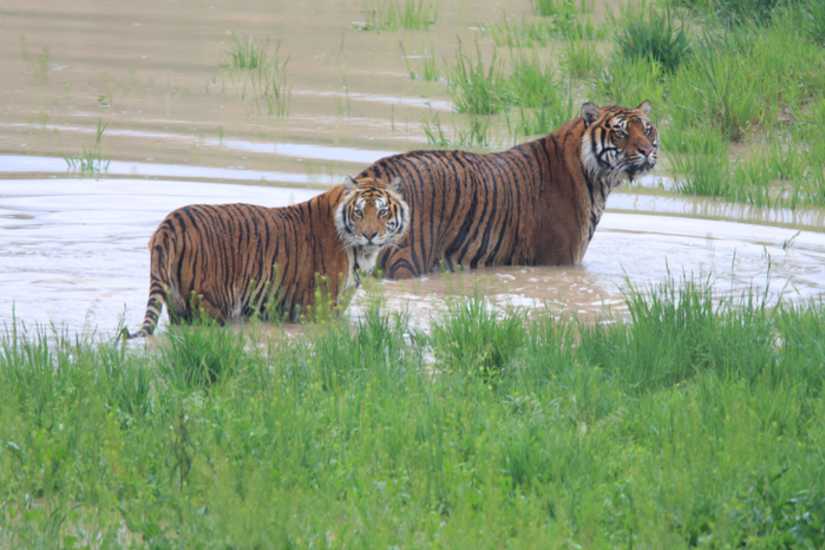 Wild Animal Sanctuary - A Haven for Rescued Wildlife and Conservation Efforts