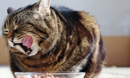 Do Cats Need Wet Food? Understanding Your Feline's Nutritional Needs