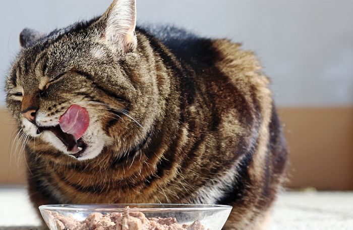 Do Cats Need Wet Food? Understanding Your Feline's Nutritional Needs
