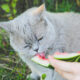 Safe Fruits for Cats: A Guide to Feline Nutrition