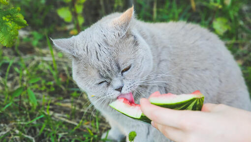 Safe Fruits for Cats: A Guide to Feline Nutrition