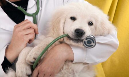 Puppies Vet Visits Frequency | How Often Do Puppies Go to the Vet