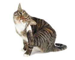  Clean Cat Ears Tips: Keep Your Feline's Ears Clean and Healthy