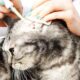 Clean Cat Ears Tips: Keep Your Feline's Ears Clean and Healthy