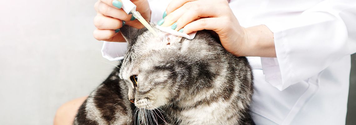 Clean Cat Ears Tips: Keep Your Feline's Ears Clean and Healthy
