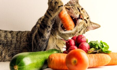 Cat's Safe Diet Options: What Can a Cat Eat?