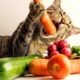 Cat's Safe Diet Options: What Can a Cat Eat?
