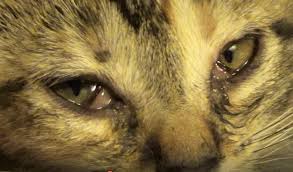 Cat Eye Infection Treatment: Tips and Remedies