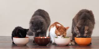 Nutritious Cat Food - Best Options for Your Feline Friend