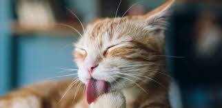 Cat Vomiting: Causes, Prevention & Treatment