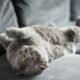 Calming a cat in heat:Effective Strategies and Tips