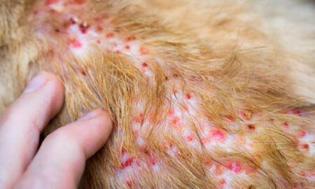 Cat Skin Problems: Common Issues & Treatments