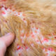 Cat Skin Problems: Common Issues & Treatments