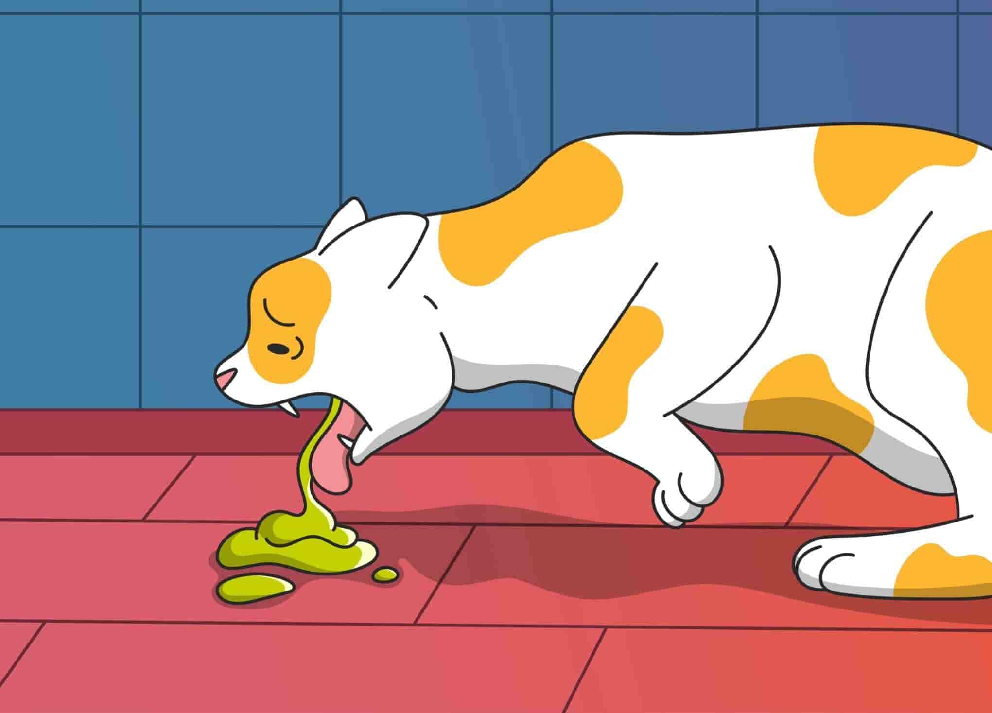 Cat Vomiting: Causes, Prevention & Treatment