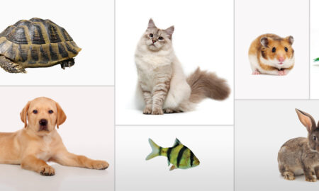 Types of Pets You Can Have: Exploring Popular Choices and Considerations