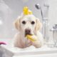 Local Dog Groomers Nearby - Find Groomers Near Me for Dogs