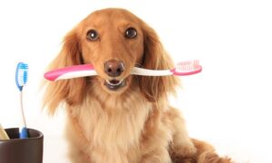 Healthy Dog Teeth - Tips for Keeping Your Dog's Teeth Clean