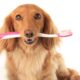 Healthy Dog Teeth - Tips for Keeping Your Dog's Teeth Clean
