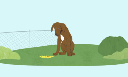 Yellow Dog Vomit - Tips to Help Your Dog Stop Throwing Up