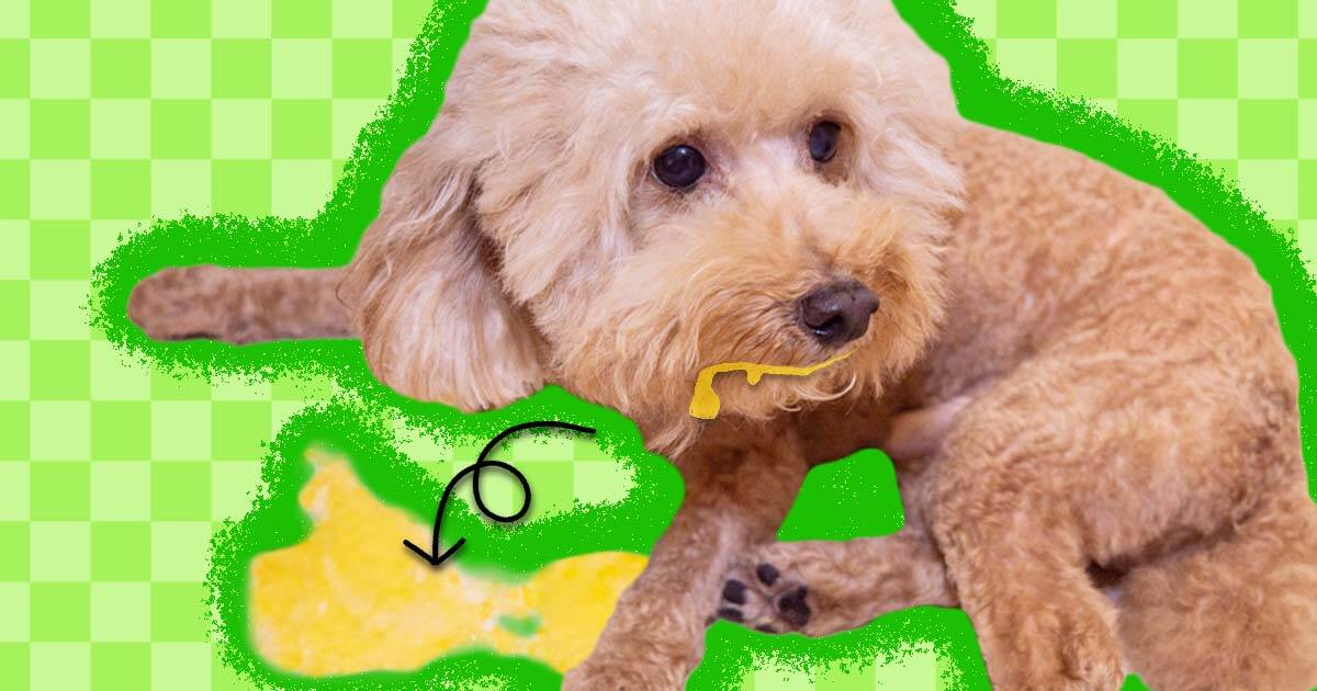 Yellow Dog Vomit - Tips to Help Your Dog Stop Throwing Up