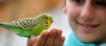  Pet Bird Care Guide: Tips for Keeping Your Feathered Friend Happy and Healthy