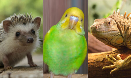Exotic Animals as Pets - Discover the Fascinating World of Keeping Exotic Pets