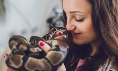 Snake as a Pet: Pros, Cons, and Care Tips