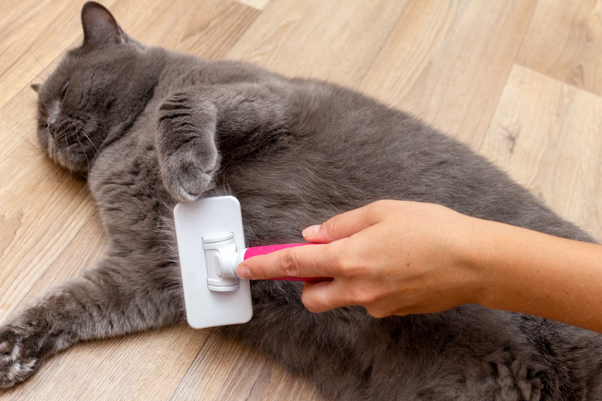 Cat Grooming Tips: Best Practices for a Healthy Feline Coat