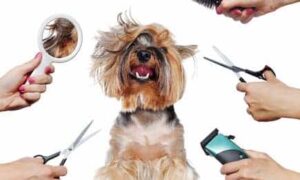 Dog Grooming Tips: Keep Your Pet Looking Great